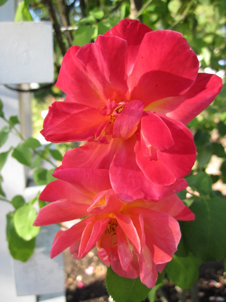 'Joseph's Coat' Rose