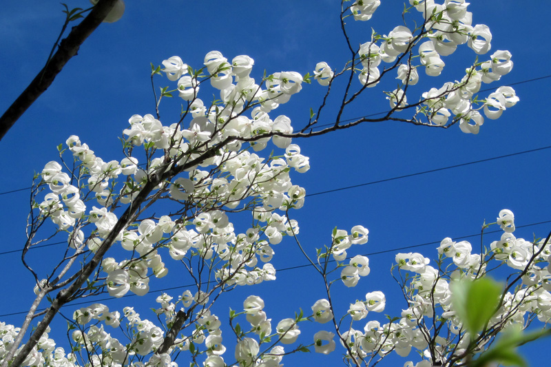 Mexican Flowering Dogwood
