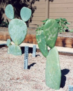 Newly-planted Spineless Cactus