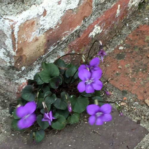 Small violet growing in the crack between a brick wall and a brick pathway.