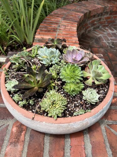 Large low ceramic bowl filled with succulents, sitting on a low brick wall.